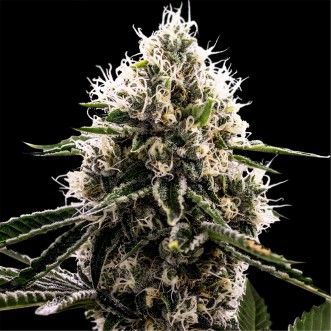 Cannabis seeds Dos si Dos Feminised Gold